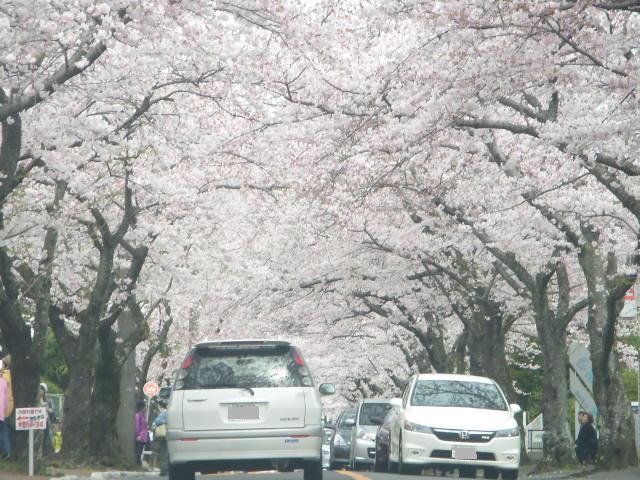 桜 best.JPG
